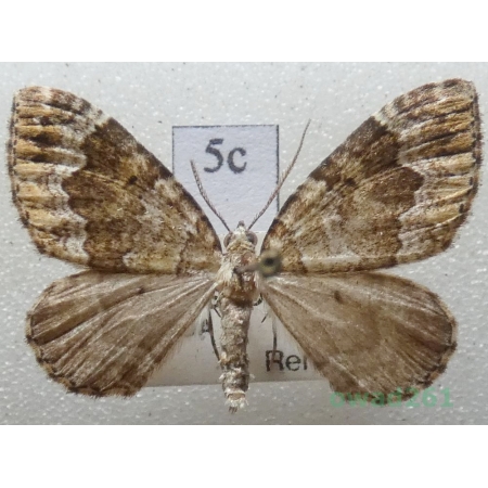 Colostygia olivata (Denis & Schiffermüller, 1775) Czech5c